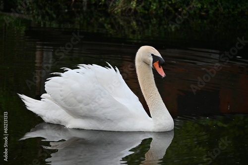 Fototapeta Naklejka Na Ścianę i Meble -  swan on the lake