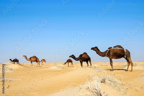 Arab camel in desert wildlife
