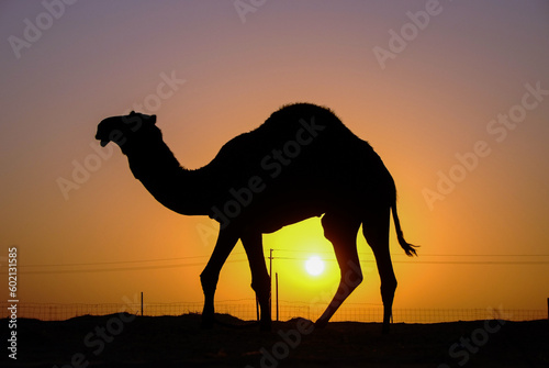 Silhouette of a stallion camel just before sunset in the desert 