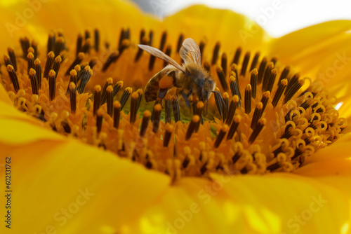 bee enjoying the sweet pollen of sunflower