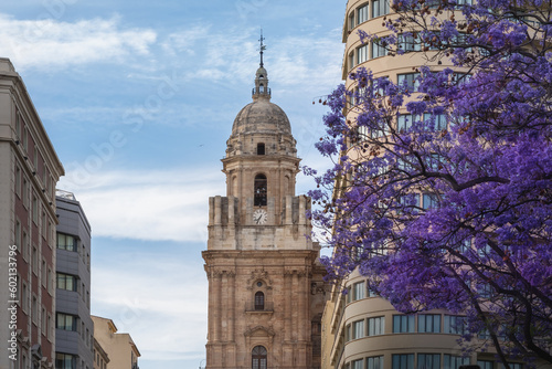 Malaga Cathedral with colorful Jacaranda Tree - Malaga, Andalusia, Spain photo