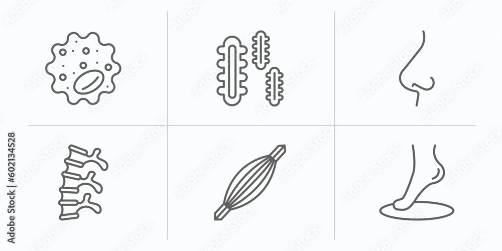 human body parts outline icons set. thin line icons such as basophil, three bacteria, e side view, human spine, human muscle, foot side view vector.