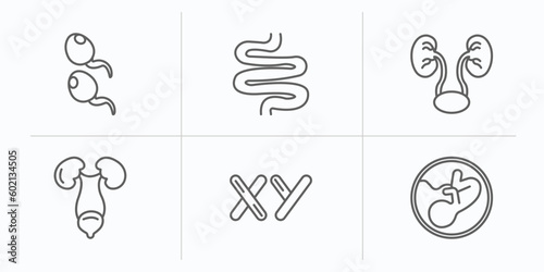 human body parts outline icons set. thin line icons such as two spermatozoon, small intestine, two kidneys, excretory system, masculine chromosomes, human fetus vector.