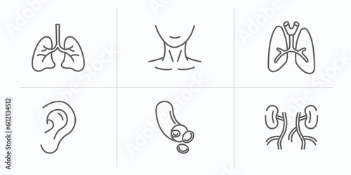 human body parts outline icons set. thin line icons such as human lungs, human neck, lungs with the trachea, ear lobe side view, blood vessel, blood supply system vector.