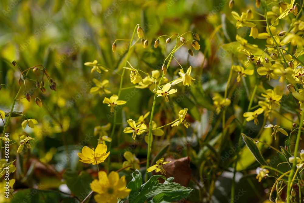 Yellow flowers of Epimedium colchicum in spring garden Yellow flowers of Epimedium colchicum in spring garden