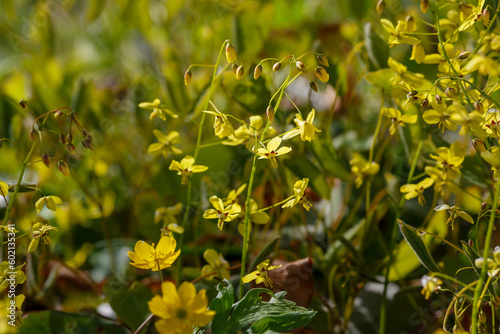 Yellow flowers of Epimedium colchicum in spring garden