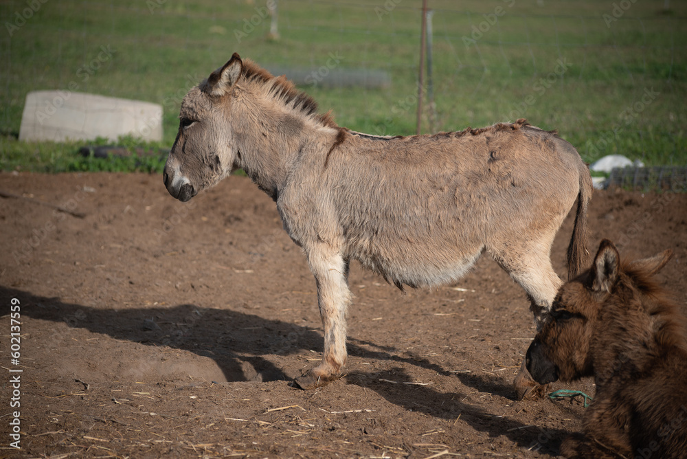 Fototapeta premium asino