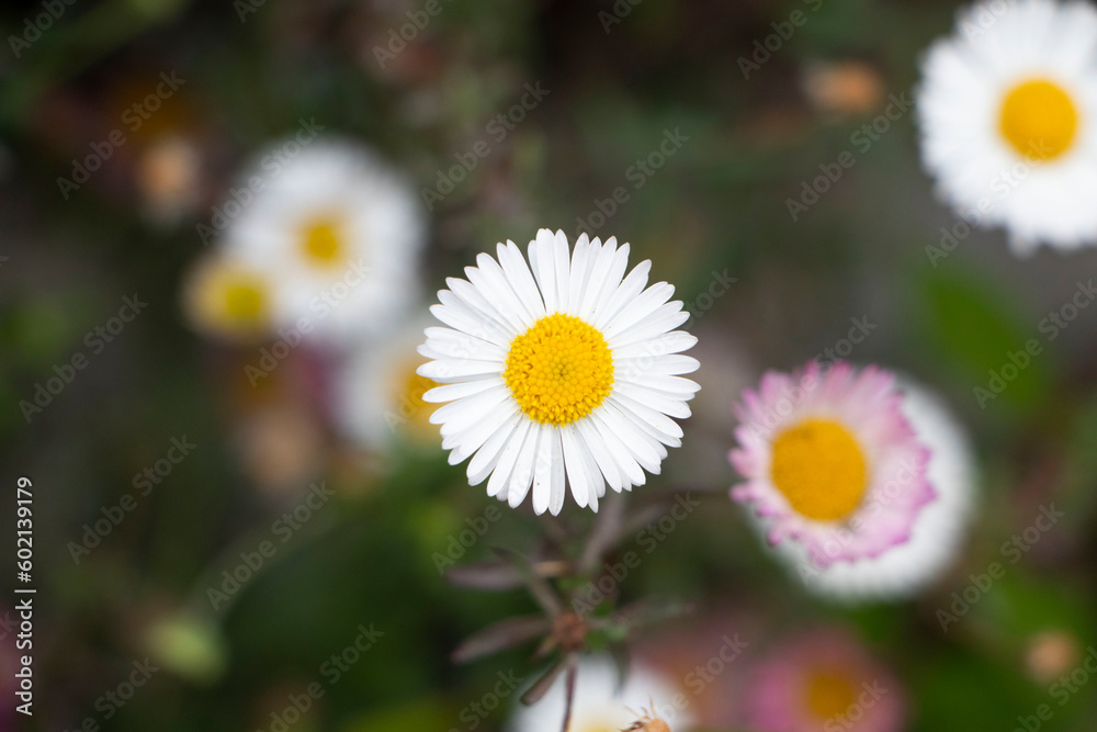 Spanish Daisy Flower Spanish Daisy Flower