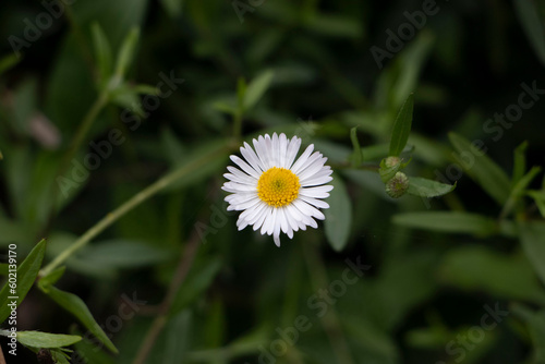 Spanish Daisy Flower in a green field