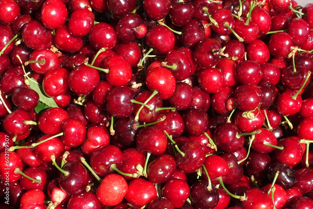 Close up of pile of ripe cherries with stalks and leaves. Large collection of fresh red cherries. Ripe cherries background. Close up of pile of ripe cherries with stalks and leaves. Large collection of fresh red cherries. Ripe cherries background.