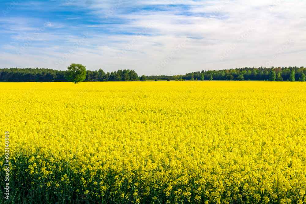 widok na kwitnące pole rzepaku