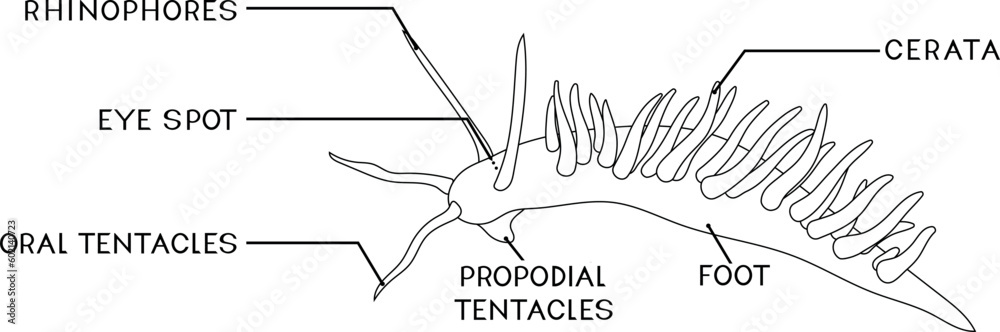 Coloring page with external anatomy of aeolid nudibranch. Structure of ...