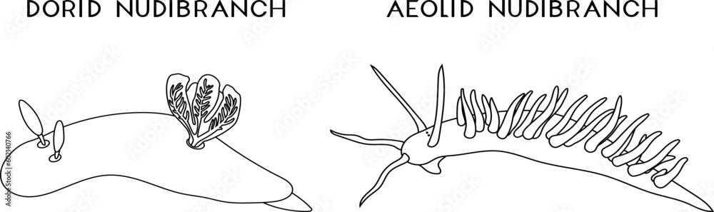 Obraz premium Coloring page with dorid nudibranch and aeolid nudibranch isolated on white background