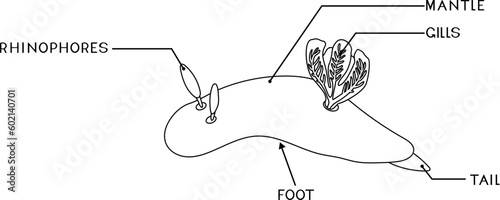 Coloring page with external anatomy of dorid nudibranch. Structure of sea slug for biology lessons	
