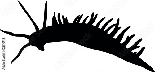 Black silhouette of aeolid nudibranch isolated on white background