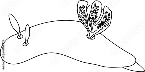 Coloring page with dorid nudibranch isolated on white background