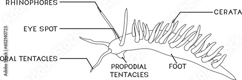 Coloring page with external anatomy of aeolid nudibranch. Structure of sea slug for biology lessons	 photo