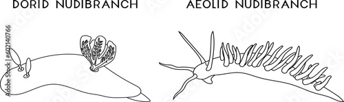 Coloring page with dorid nudibranch and aeolid nudibranch isolated on white background