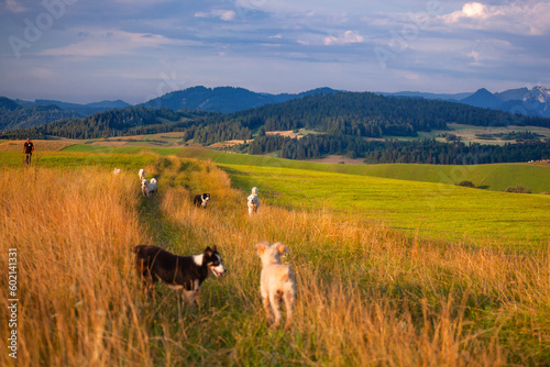 Fototapeta Naklejka Na Ścianę i Meble -  Kacwin i okolice - Bacówka i krajobraz Spiszu. Psy biegające po zielonych polach na tle gór.