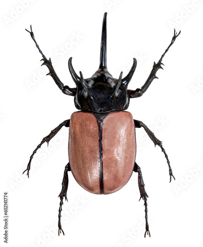Five-horned rhinoceros beetle on transparent background