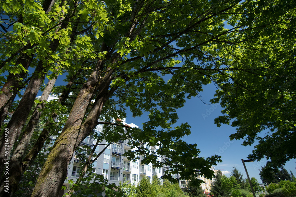 Fototapeta premium Large maple trees framing new apartment buildings in Redmond town center - 1