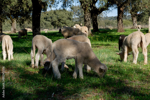 Lambs among holm oaks in a pasture in Extremadura. Spain © JHG