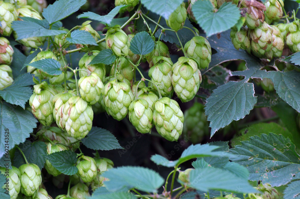 Fototapeta premium On the stem of the plant cones of hops