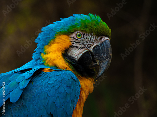 The magnificent colors of the Macaw