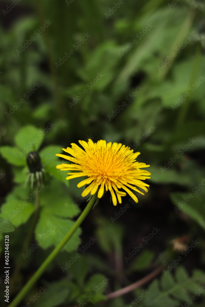 Yellow dandelion close up on green background Yellow dandelion close up on green background