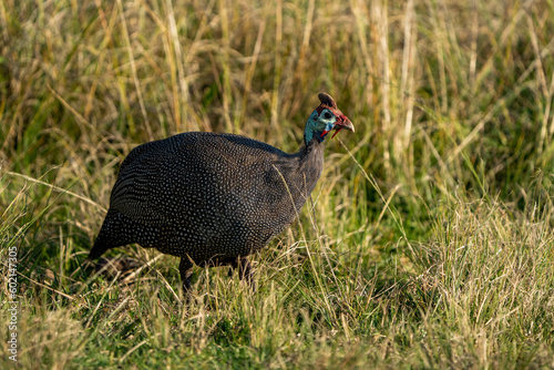 Guineafowl, photographed in the Rietvlei Nature Reserve, Gauteng, South Africa.