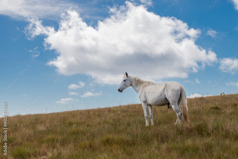 Cavalo branco, céu azul na Montanha Cavalo branco, céu azul na Montanha