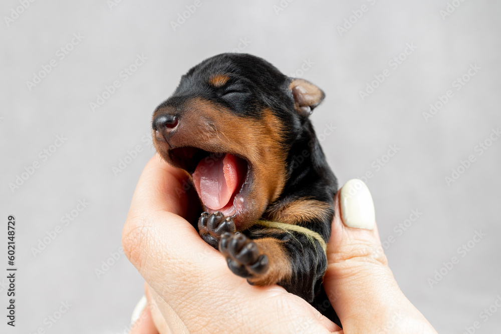 Yawning newborn puppy of black and tan miniature pinscher in human hands