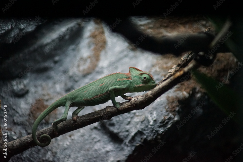Chameleon on the tree brunch