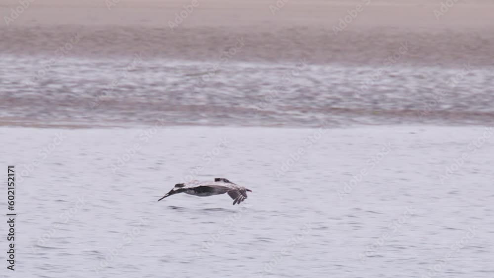 Brown pelican flying low above water surface. Cinematic shot on RED camera in slow motion. Beautiful sea bird take off and flies along beach shore. Morro bay in California on cloudy summer day, USA Brown pelican flying low above water surface. Cinematic shot on RED camera in slow motion. Beautiful sea bird take off and flies along beach shore. Morro bay in California on cloudy summer day, USA