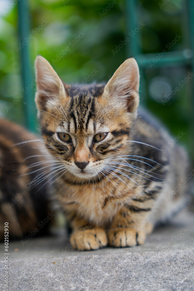 Lazy cat lying on the couch and looking straight ahead. Shallow focus.