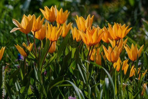 Yearly blooms Tulipa praestans Hoog sort Shogun.