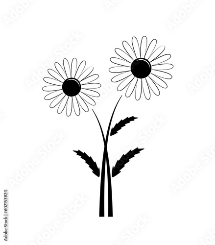 black daisies isolated on white background