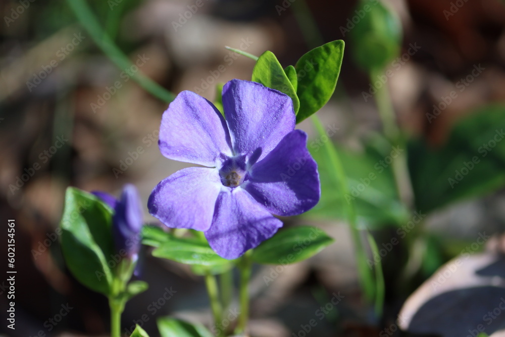 Sweden. Vinca major, with the common names bigleaf periwinkle, large periwinkle, greater periwinkle and blue periwinkle, is a species of flowering plant in the family Apocynaceae Sweden. Vinca major, with the common names bigleaf periwinkle, large periwinkle, greater periwinkle and blue periwinkle, is a species of flowering plant in the family Apocynaceae