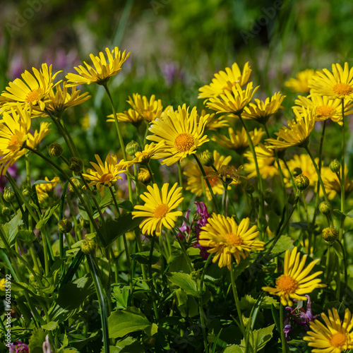Konstfotografi Yellow flower of Doronicum oriental, or leopard's bane flowers in spring garden