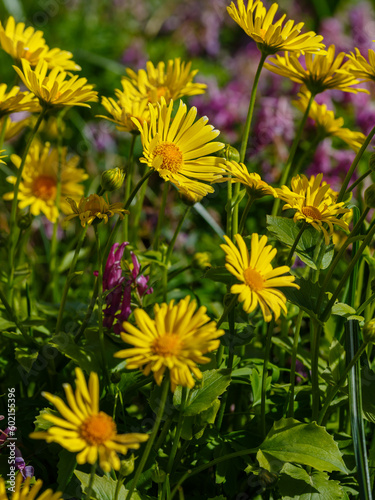Konstfotografi Yellow flower of Doronicum oriental, or leopard's bane flowers in spring garden