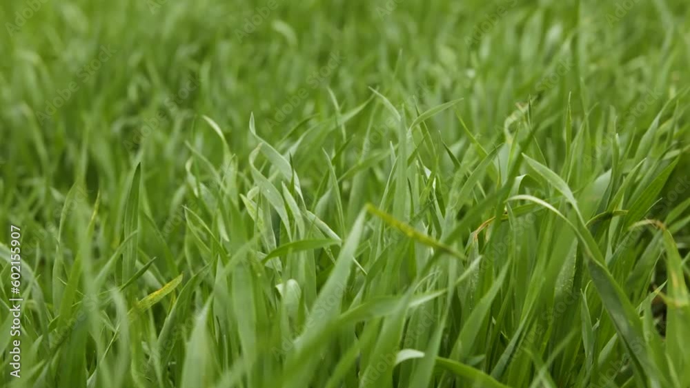 Field of fresh wheat. Wheat seedling grows on the field. Close-up. Field of fresh wheat. Wheat seedling grows on the field. Close-up.
