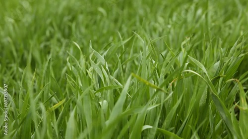 Field of fresh wheat. Wheat seedling grows on the field. Close-up.