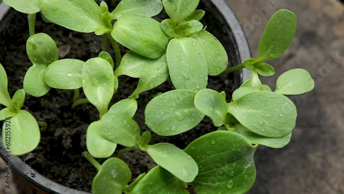 Green sunflower sprouts in a pot close-up. Top view.