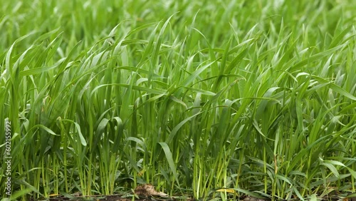 Field of fresh wheat. Wheat seedling grows on the field. Close-up.