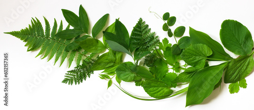 Leaves of spring plants, different shapes and shades of green. Background.