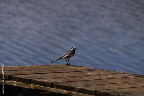 A bird on a jetty by the water 
