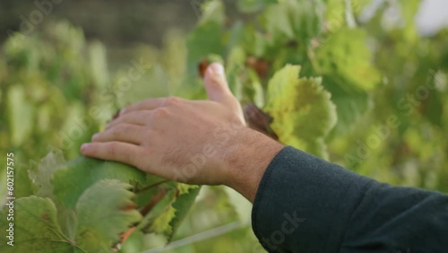 Man hand touching grapevine yellow leaves walking grape plantation close up. photo