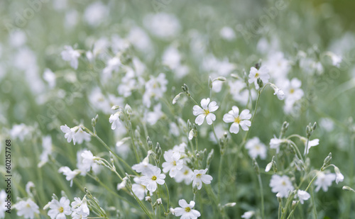 white flowerbed in the field © Marc Andreu