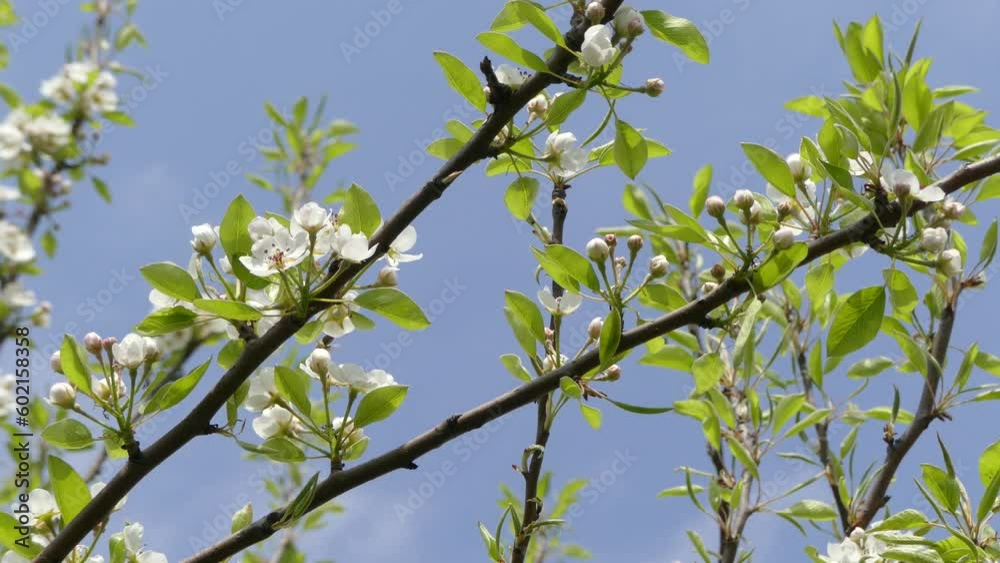 Blooming branches of fruit pear tree with white flowers, buds, fresh green small leaves, flying bees and sunny sky. Spring shot with blooming branches of pear tree - with zoom in and zoom out. Blooming branches of fruit pear tree with white flowers, buds, fresh green small leaves, flying bees and sunny sky. Spring shot with blooming branches of pear tree - with zoom in and zoom out.