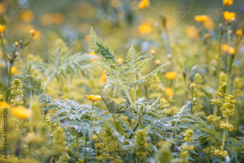 Wildflowers in the meadow in summer, selective focus